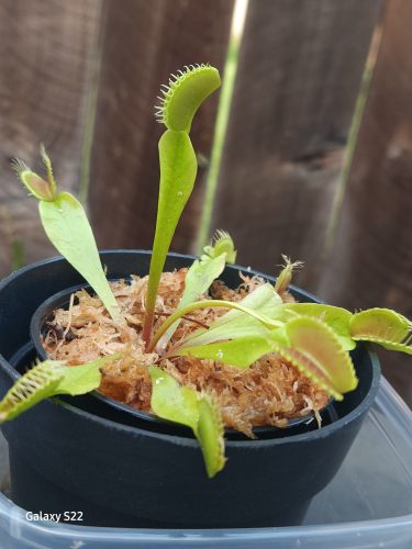 Adult Plant: Classic Venus Flytrap Dionaea Muscipula photo review