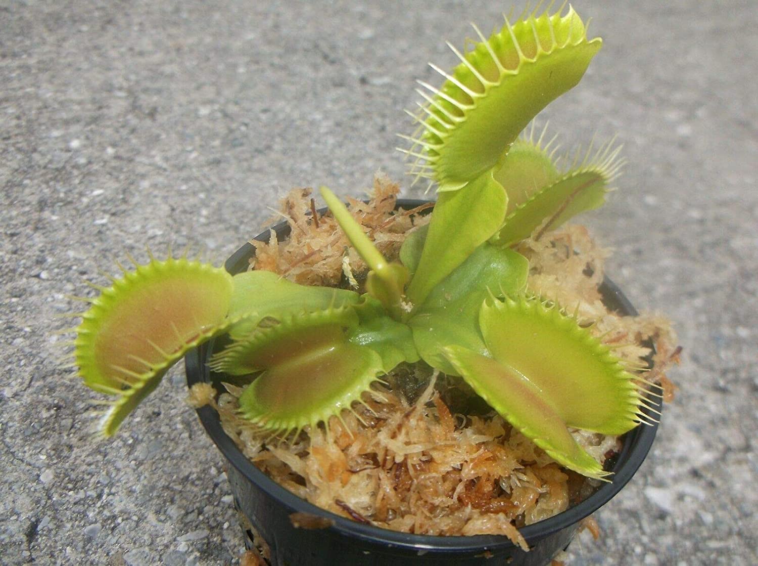 1x Adult Plant: Giant Venus Flytrap “Pinnacle” Dionaea Muscipula ...