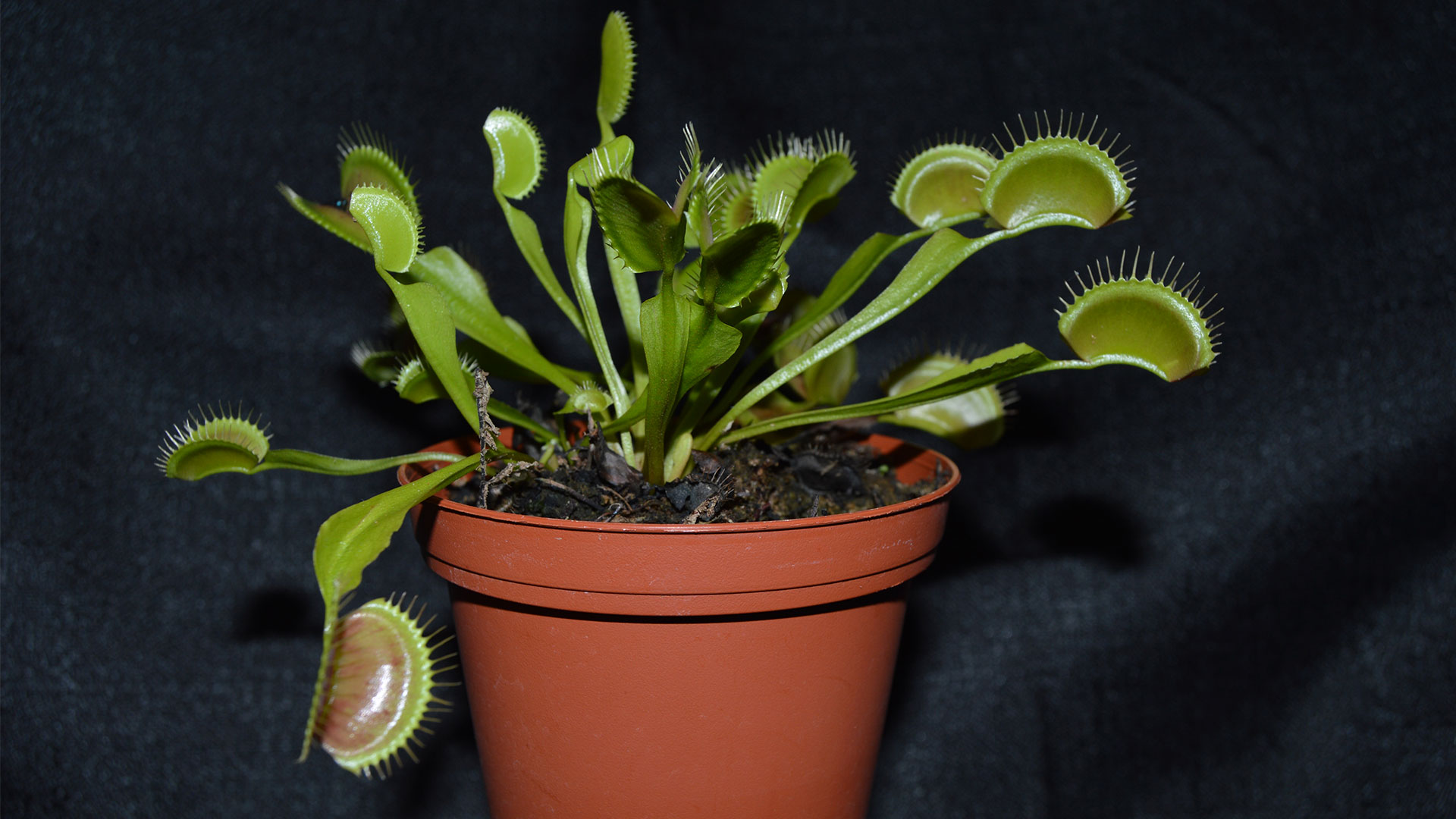 1x Adult Plant: Classic Venus Flytrap Dionaea Muscipula 