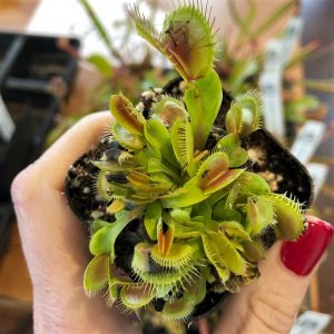 Venus Flytraps