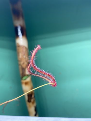 Staghorn Sundew (Drosera Binata) photo review