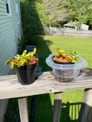 3x Well-Started Plants: Giant Venus Flytrap "B52" Dionaea Muscipula Cultivar photo review