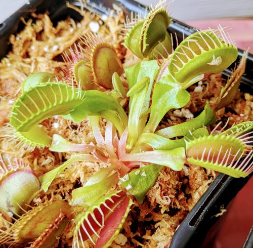 Adult Plant: Giant Venus Flytrap “Flexx” Dionaea Muscipula Cultivar photo review