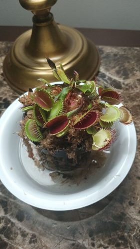 Adult Plant: Giant Venus Flytrap “Flexx” Dionaea Muscipula Cultivar photo review