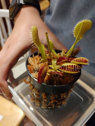 Large Adult Plant: Giant Venus Flytrap "B52" Dionaea Muscipula Cultivar photo review