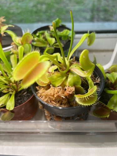 Adult Plant: Giant Venus Flytrap “King Henry” Dionaea Muscipula Cultivar photo review