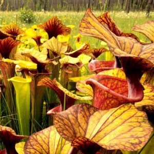 Sarracenia