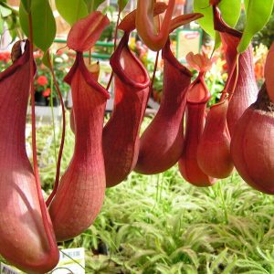 Nepenthes