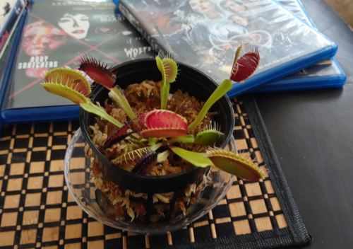 Large Adult Plant: Giant Venus Flytrap "B52" Dionaea Muscipula Cultivar photo review