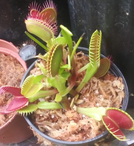 Large Adult Plant: Giant Venus Flytrap "B52" Dionaea Muscipula Cultivar photo review