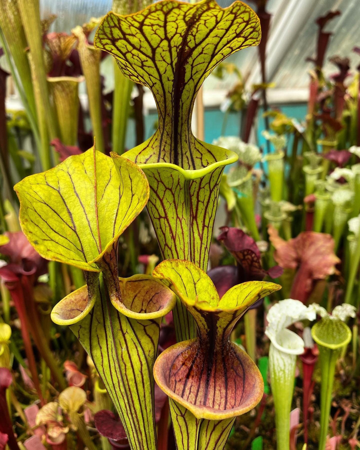 Adult Yellow Pitcher Plant Sarracenia Flava CarnivorousPlants