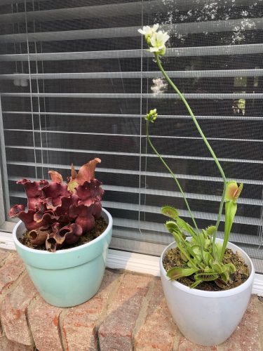 Adult Purple Pitcher Plant (Sarracenia Purpurea Venosa), Classic Variant photo review