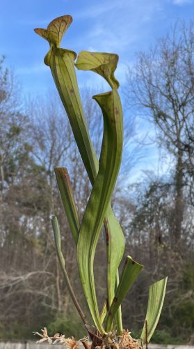 Adult Yellow Pitcher Plant (Sarracenia Flava) photo review