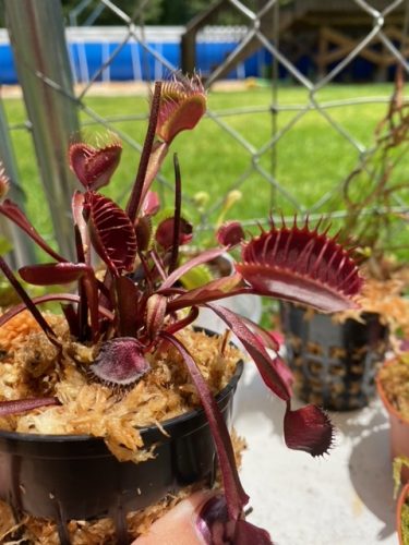 Large Adult Plant: Red Dragon Venus Flytrap “Akai Ryu” Dionaea Muscipula Cultivar photo review