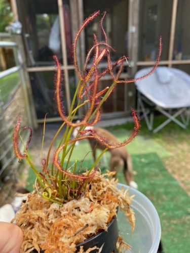 Staghorn Sundew (Drosera Binata) photo review