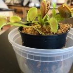 Large Adult Plant: Giant Venus Flytrap "B52" Dionaea Muscipula Cultivar photo review