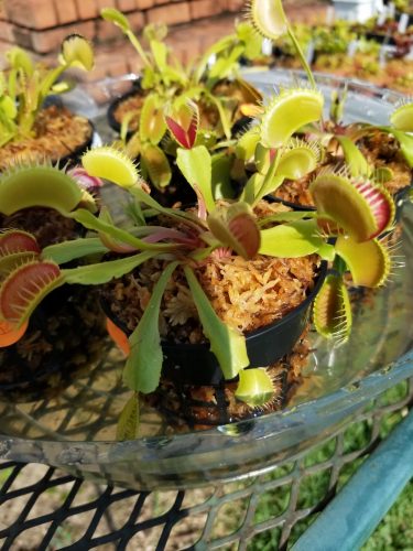 Adult Plant: Giant Venus Flytrap “Pinnacle” Dionaea Muscipula Cultivar photo review