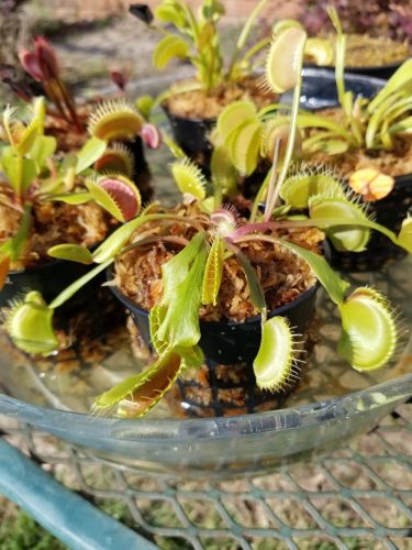 Adult Plant: Giant Venus Flytrap “King Henry” Dionaea Muscipula Cultivar photo review