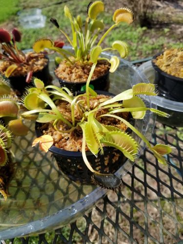 Adult Plant: Giant Venus Flytrap “Flexx” Dionaea Muscipula Cultivar photo review