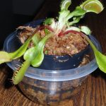 Large Adult Plant: Giant Venus Flytrap "B52" Dionaea Muscipula Cultivar photo review