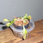 Large Adult Plant: Giant Venus Flytrap "B52" Dionaea Muscipula Cultivar photo review