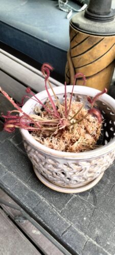 Cape Sundew (Drosera capensis) "Big Pink" Form photo review