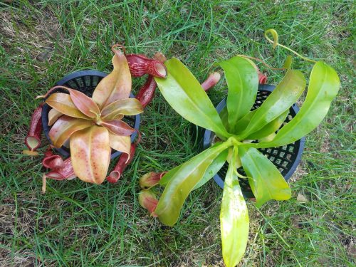 Nepenthes St. Gaya – Carnivorous Pitcher Plant photo review