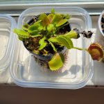 Large Adult Plant: Giant Venus Flytrap "B52" Dionaea Muscipula Cultivar photo review