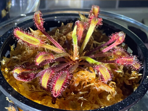 Vogelgat's Cape Sundew (Drosera Capensis Vogelgat) photo review