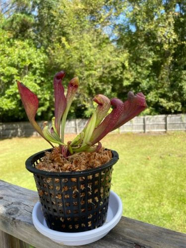 Mature "Okee Monster" (Sarracenia x Formosa) photo review